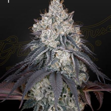 Lemon Orange Feminised Seeds - 5