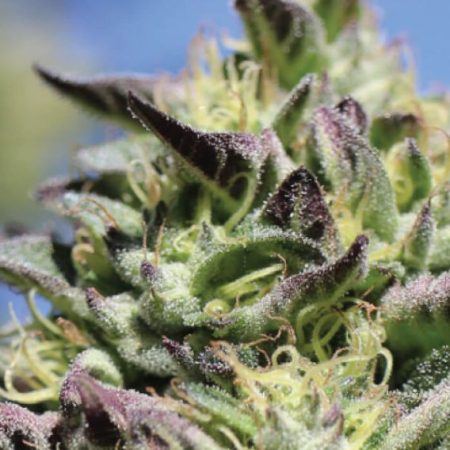 Vanilla Frosting Feminised Seeds - 5