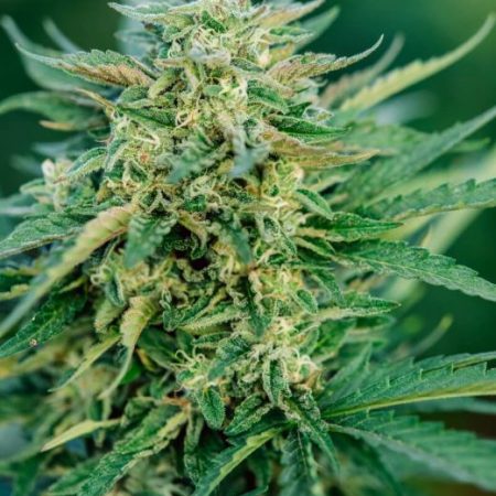 Grease Gun Auto Feminised Seeds - 5+1