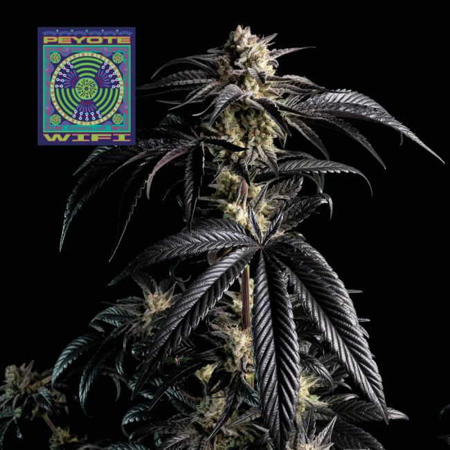 Peyote Wi-Fi Feminised Seeds - 3