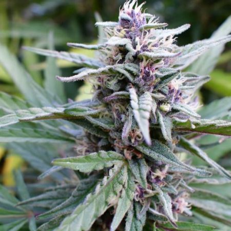 Hi-Biscus Feminised Seeds - 5