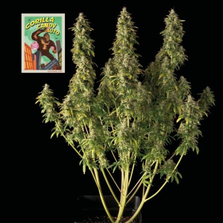 Gorilla Candy Auto Feminised Seeds - 3