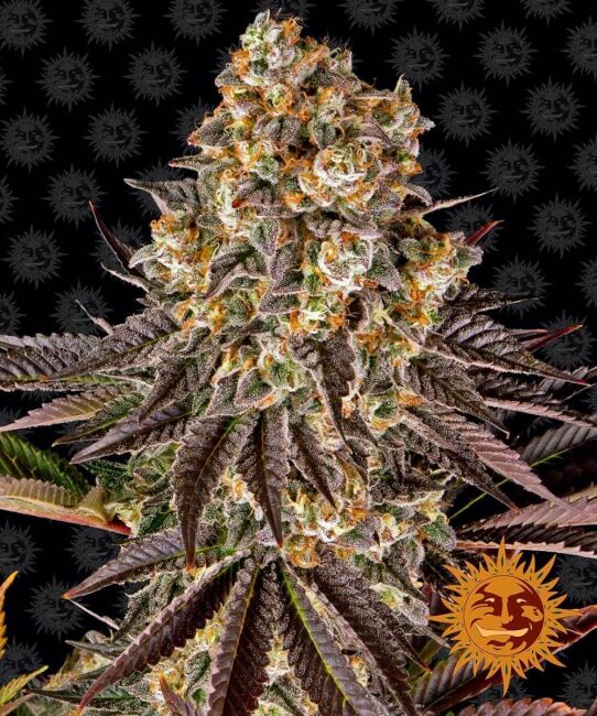 Gelato 45 Feminised Seeds - 5 - Image 2
