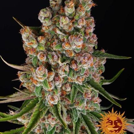 GMO Auto Feminised Seeds - 5