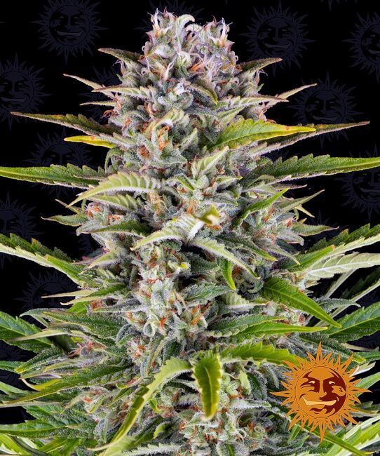 Gorilla Zkittlez Auto Feminised Seeds - 5 - Image 2