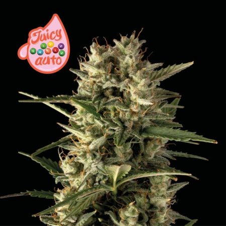 Juicy Zkittlez Auto Feminised Seeds - 3