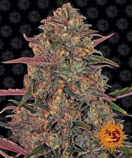 Pineapple Chunk Feminised Seeds - 5