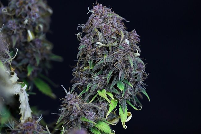 Purple Punch Feminised Seeds - BULK x 25