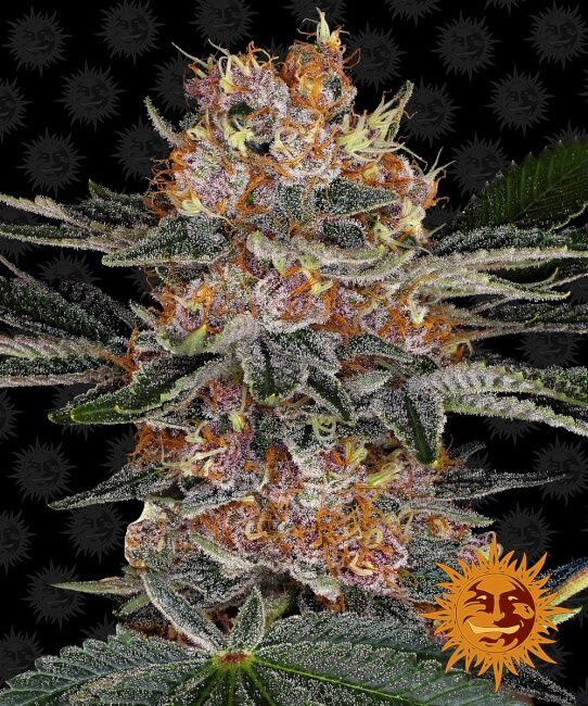 Purple Punch Auto Feminised Seeds - 5 - Image 2