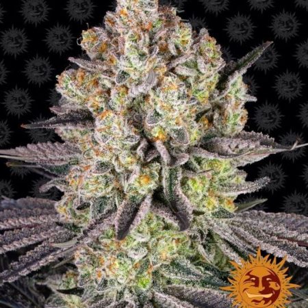 Runtz Feminised Seeds - 5