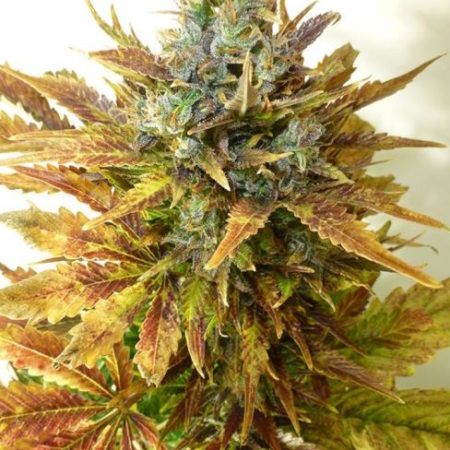 Sour Diesel Auto Feminised Seeds - BULK x 25
