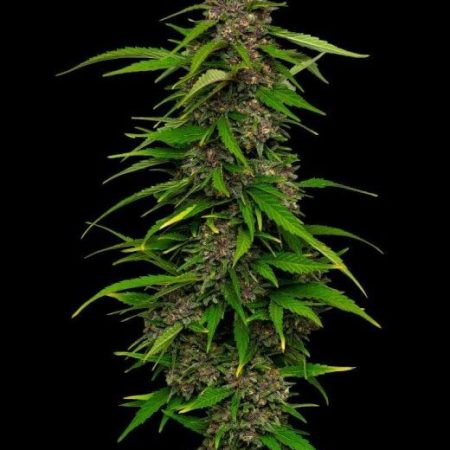 Squirt Auto Feminised Seeds - 5