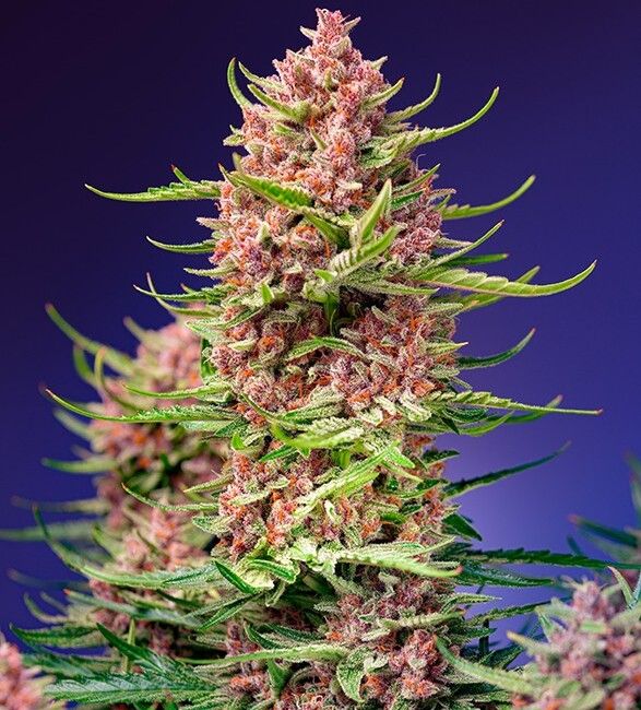 Strawberry Cola Sherbet F1 Fast Version Feminised Seeds-3