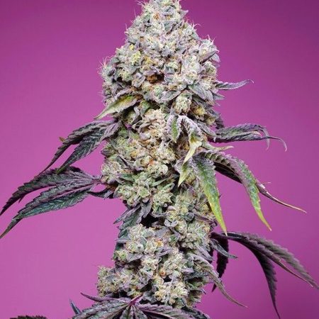 Sweet Mandarine Zkittlez F1 Fast Version Feminised Seeds-3
