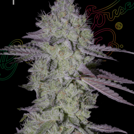 Tarte Tatin Feminised Seeds - 5