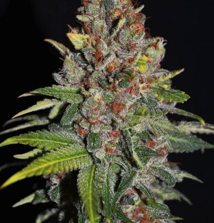 Tropical Punch Feminised Seeds - 5